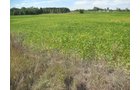 Property photo 42 - 110+/- Acres offered in 4 Tillable Tracts